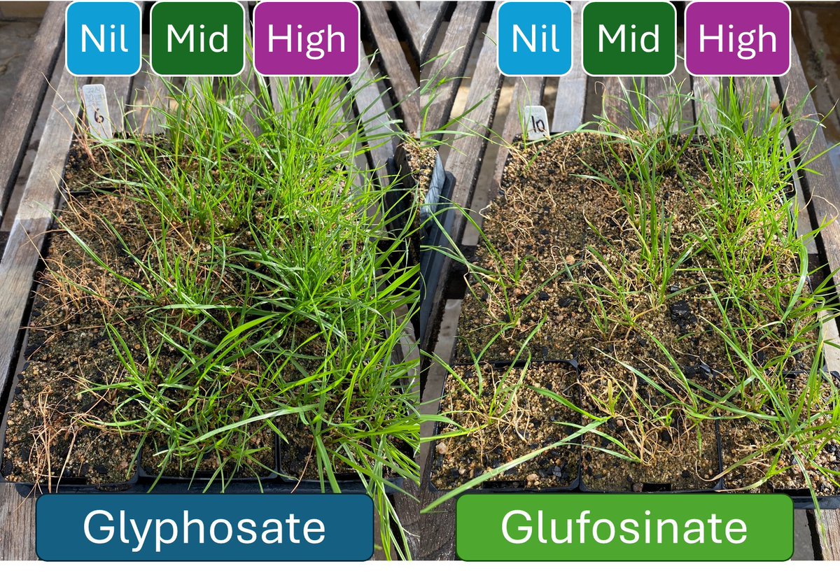 Roberto Busi tweet media