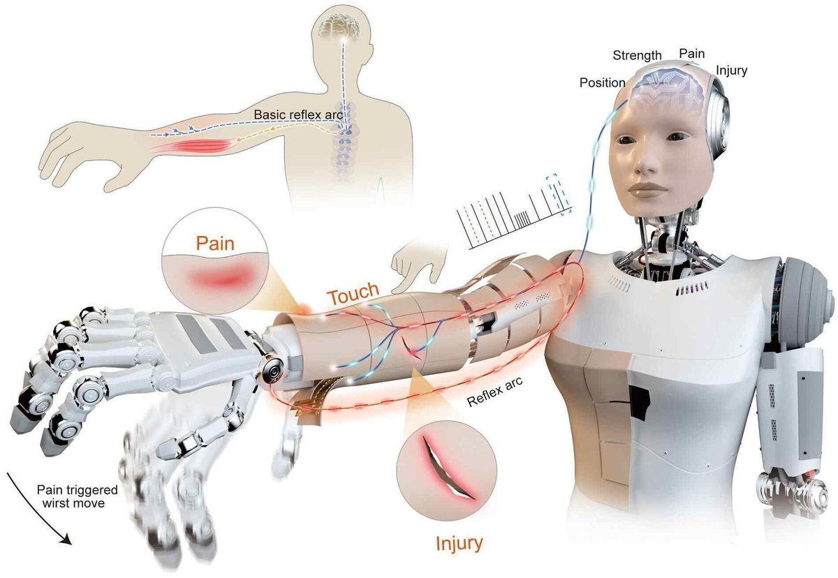 fadouce's tweet image. #Sciences Une nouvelle génération de « peaux » et de « nerfs » robotiques 🤖 
Des « nerfs » électroniques capables de coder différents niveaux de stimulation mécanique 
et de déclencher des réponses réflexes locales. 
buff.ly/Ml6alG2