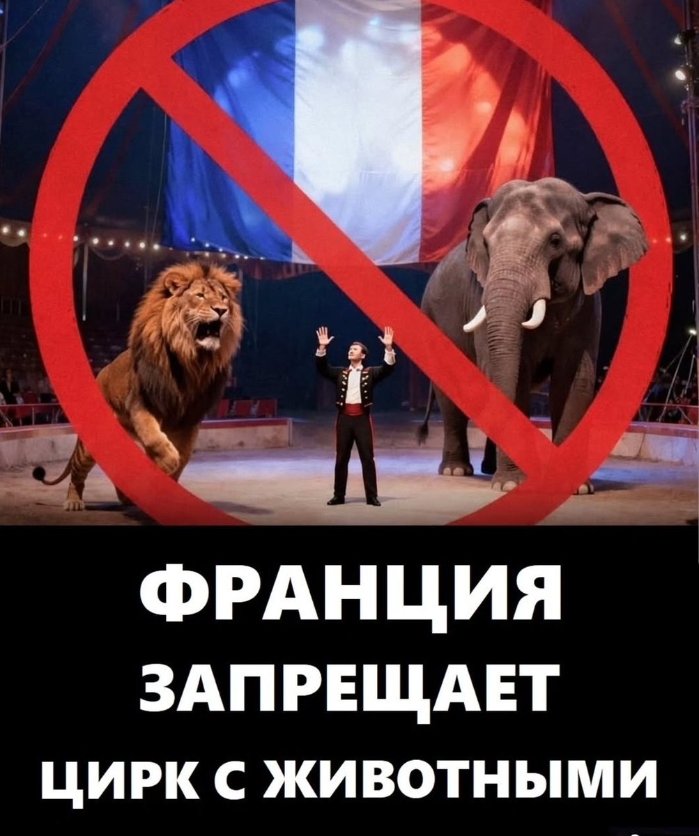 aglaia_97's tweet photo. Браво! Ненавижу,  когда животных эксплуатируют в угоду развлечений! https://t.co/aK3EnAEUrb