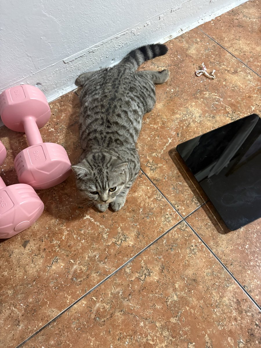 ขนาดแมวยังเซงเลยเกิดมาเป็นแมวไทย