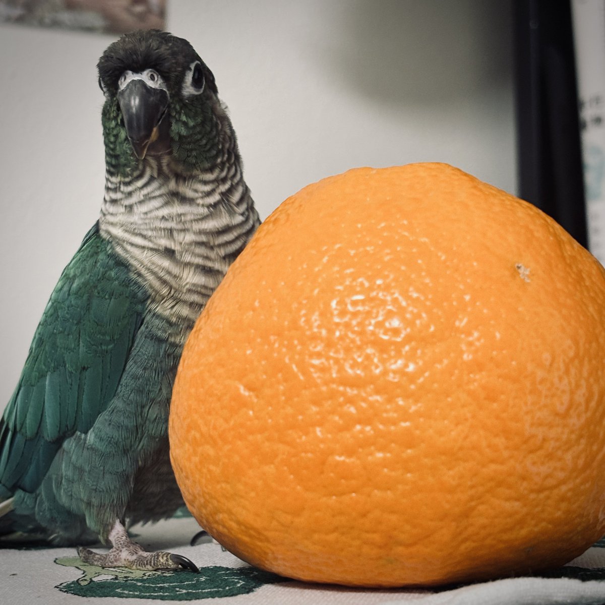 ﾃﾞｯｶｲ🍊