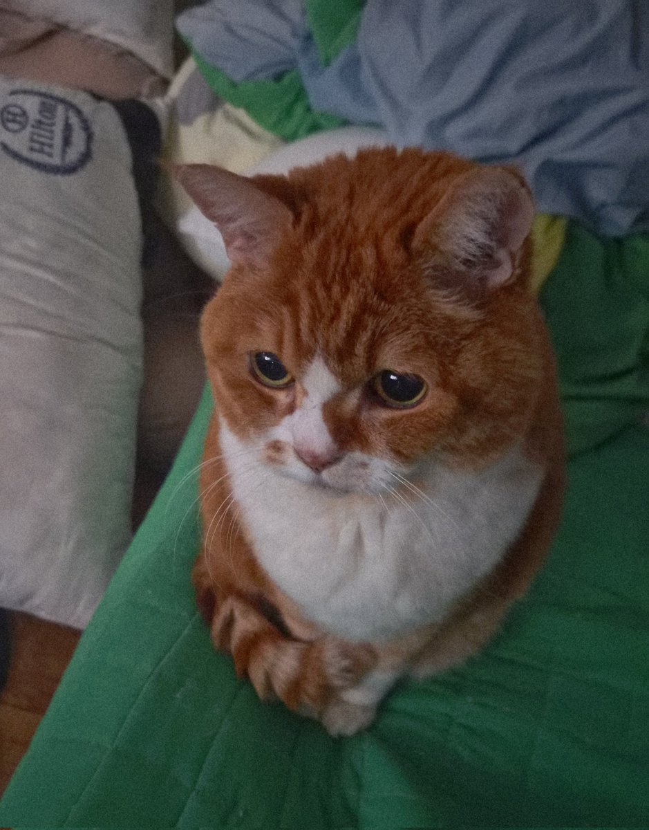 이제 명절이다
우리 기차탈거야
가방에서 조용히잇어야해
나 서서가기싫어
알겠어?

                                          후웅 (존나울어야지)