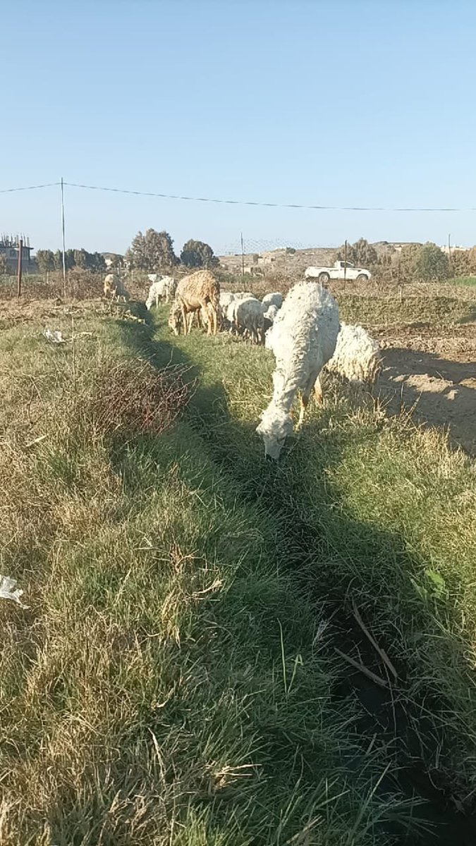 أبو رشاء العلهي tweet media