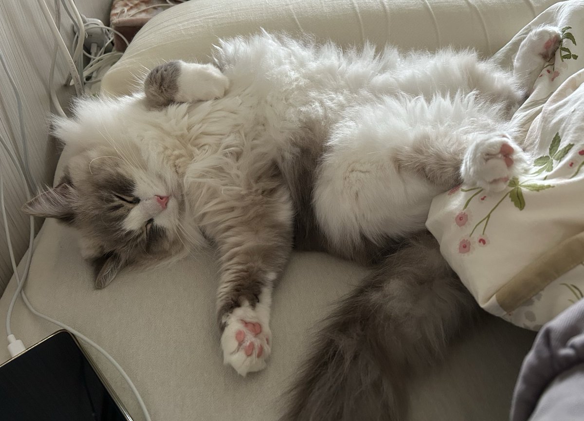 melumelty's tweet photo. 猫が添い寝してくれるのって、飼い主を守る意味もあるんですって！
そっか、今は守ってくれてるのね(๑´ლ`๑)ﾌ°ﾌ°ﾌﾟ
頼りにしてます(笑)

我が家の騎士…

 #ラグドール  #布偶猫  #台湾 https://t.co/Olmm1gi0SG