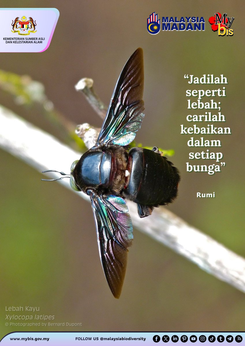 mybisgovmy's tweet photo. Jadilah seperti lebah; cari kebaikan dalam setiap bunga - Rumi https://t.co/bLpqwgqFqo
