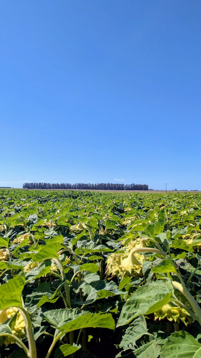 Nacho Rodriguez tweet media