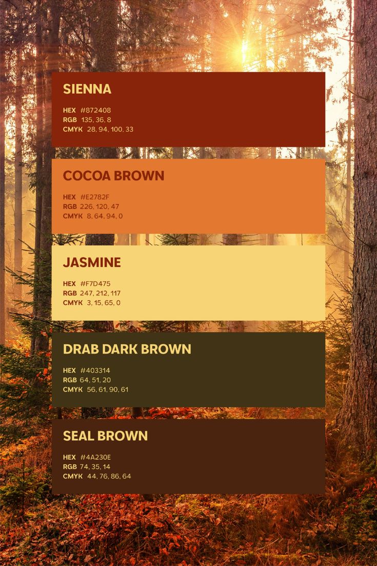 Warm palette inspired by golden forest light 🍂🔥