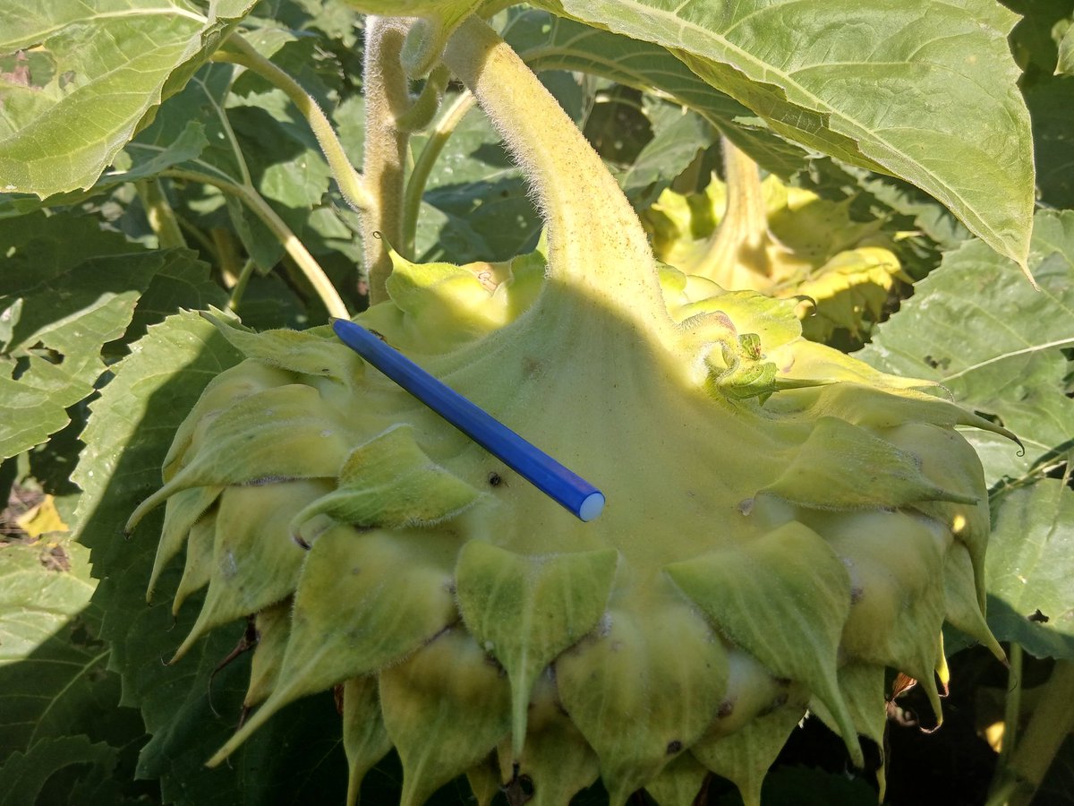 Nacho Rodriguez tweet media