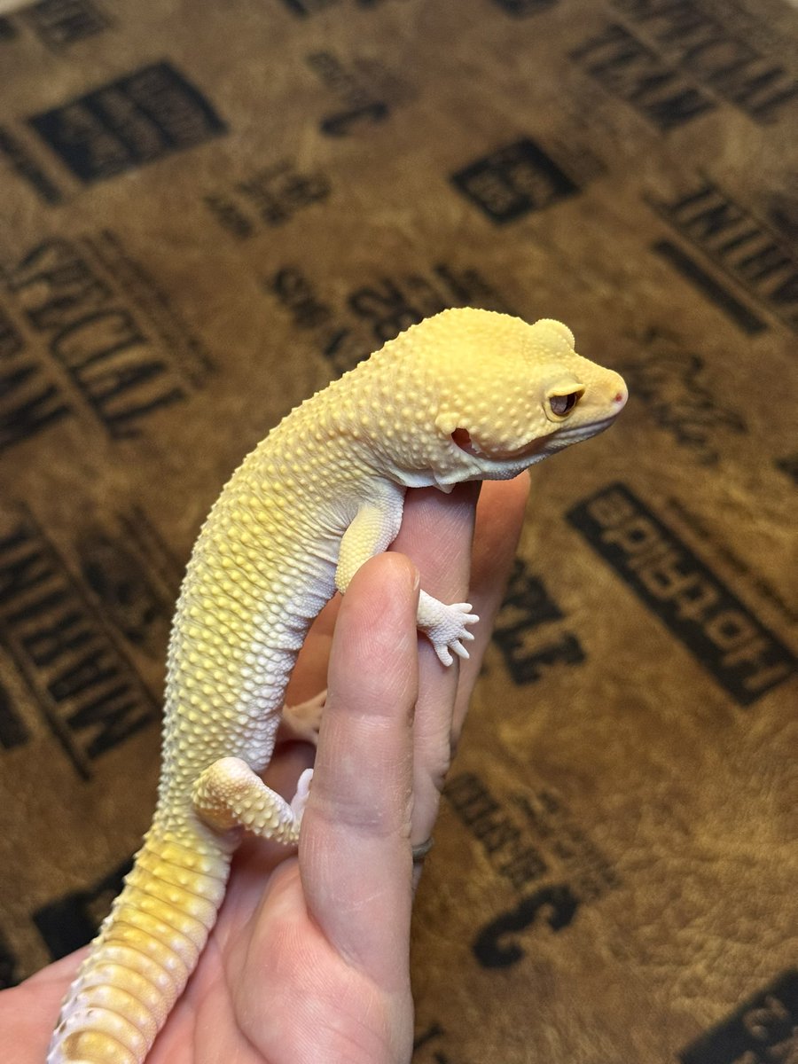 Road (レオパ&ボールブリーダー) (@road533310) / Posts / X