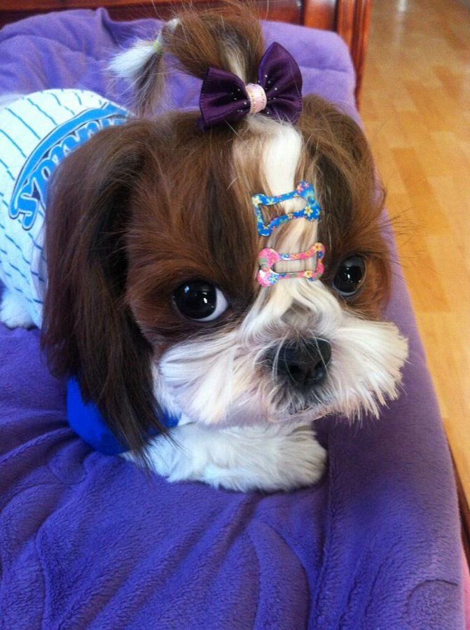 when hobi was watching secret life of pets and a character reminded him of mickey 😭