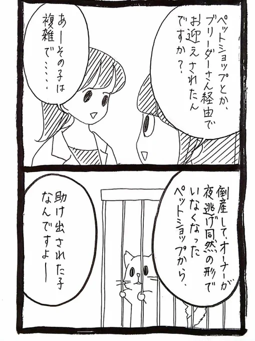 獣医さんちの猫たちの話 