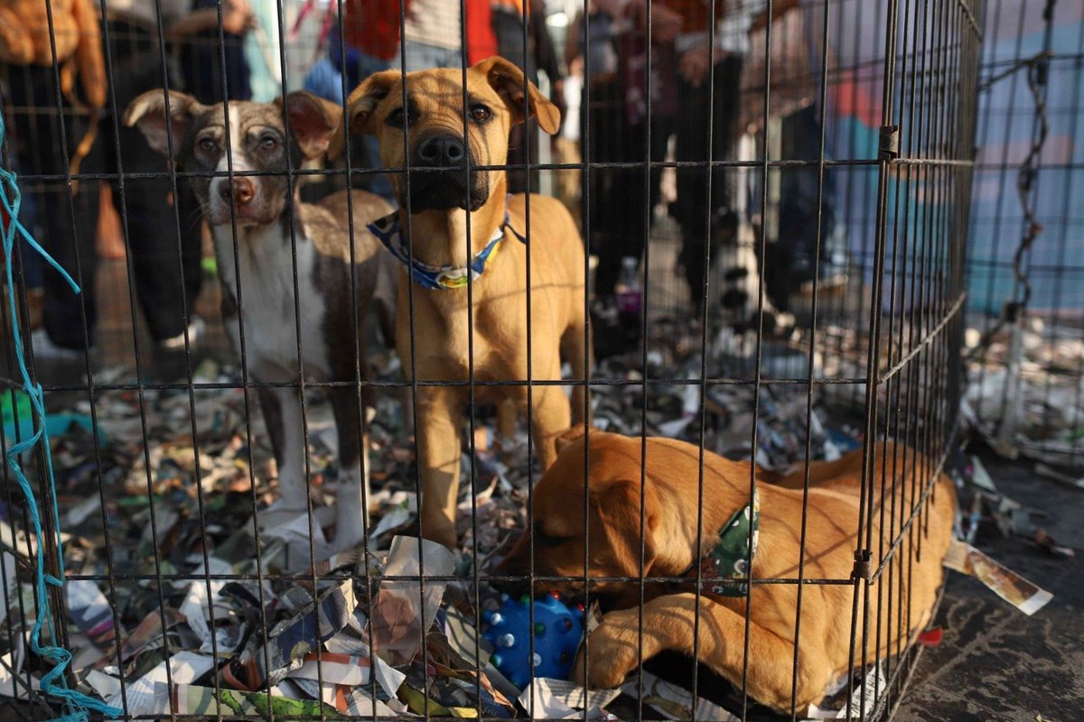 nacholozano's tweet photo. Multas de hasta 281 mil pesos y hasta 12 años de #prisión para quien cause la muerte de perros o gatos, son las sanciones que propone una iniciativa presentada por la diputada @jguerreromaya del #PT en el @Congreso_CdMex. También contempla castigos contra rastros clandestinos y por violencia sexual.

Foto: Cuartoscuro