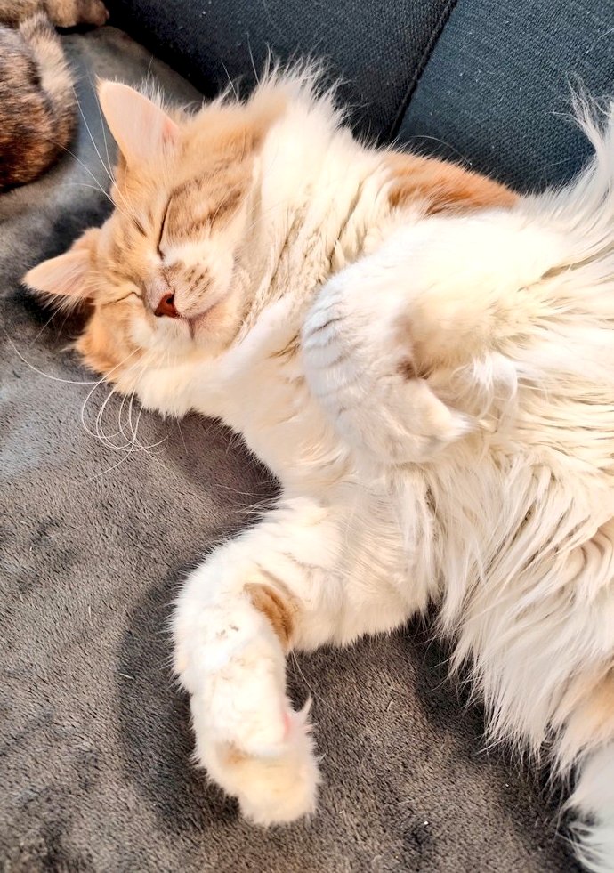 我が家の猫さま気を抜きすぎじゃない？
なんで手がオバケ👻になるんだろう
