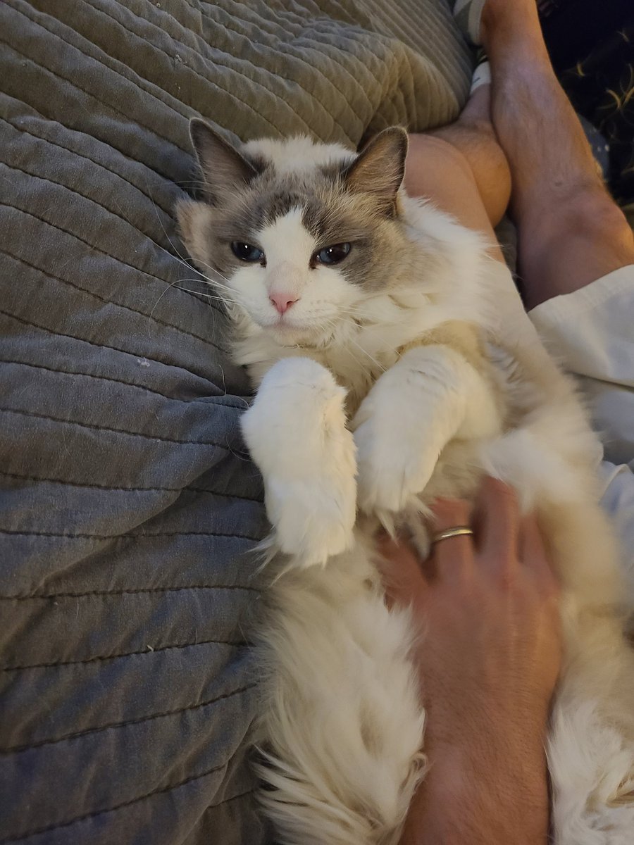 4fluffketeers's tweet photo. Belly rubs are so relaxing 😌 
🐾 Yuna https://t.co/hhCt86jDB2
