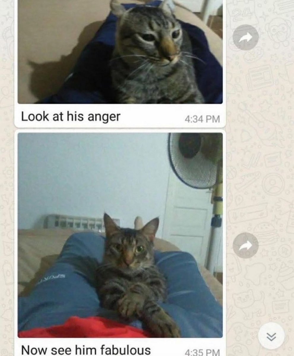 Punch Cat (@punchingcat) on Twitter photo 