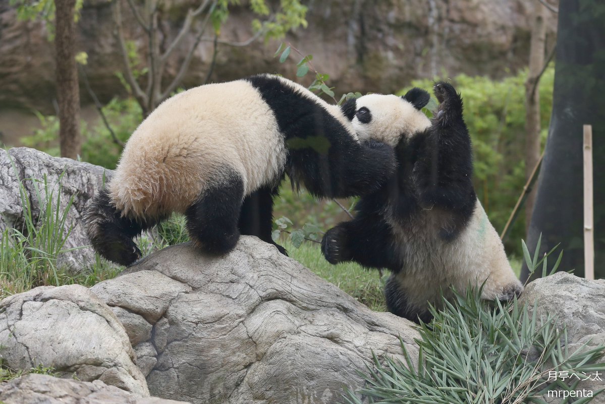シャオシャオ レイレイ 2022.10.08 #上野動物園