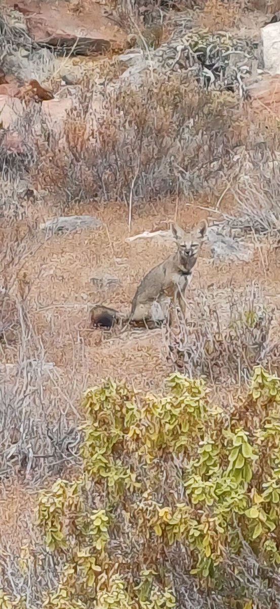 Cuando en el cerro te encuentras acompañantes🦊❤️