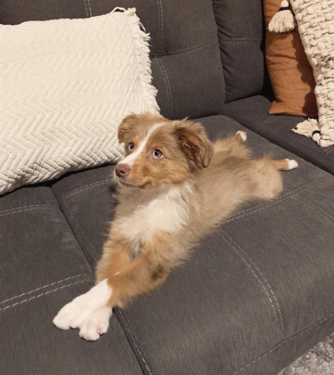 Animal Lover tweet media