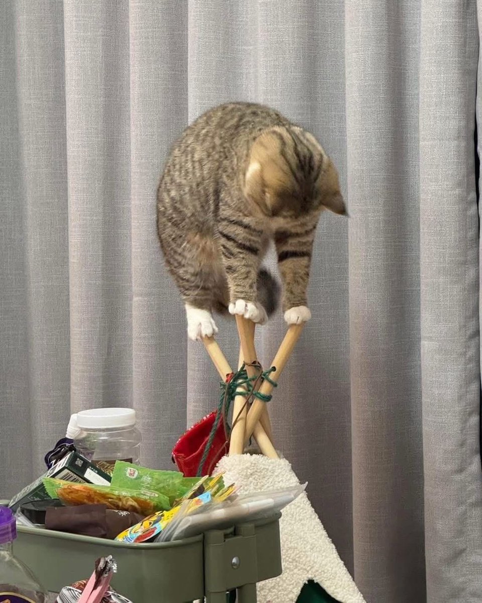 💖 (@twaniimals) on Twitter photo 