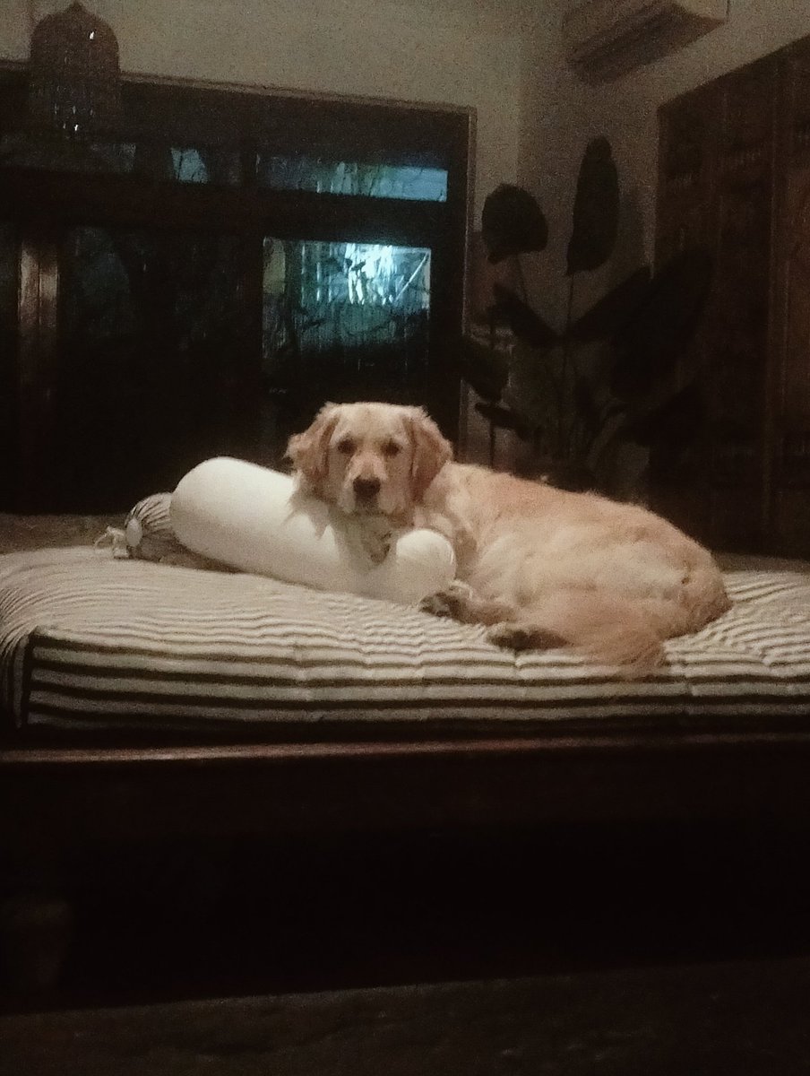 seriously saying, THIS is a dog's life
#dilli