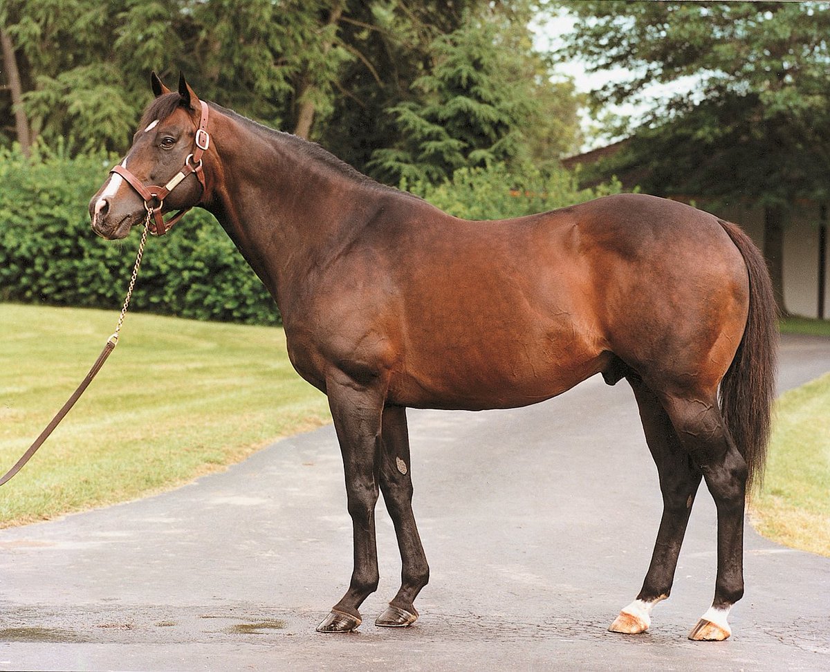 jfarache's tweet photo. 12/02/1977 nació DANZIG, hijo de Northern Dancer en Pas de Nom, invicto en 3 actuaciones con el entrenamiento de Woody Stephens y después sindicalizado para la cría en @claibornefarm, donde se convirtió en Jefe de Raza, 3 veces Líder Semental en USA (1991-1992-1993) y cuya influencia se mantiene en el mundo.

Padre de más de 200 hijos stakes winners y además un excelente padre de sementales a través de Danehill, War Front, Langfuhr, Green Desert, Hard Spun, Belong to Me, Anabaa y muchos más. En Venezuela de Striding Out, Voyageur, Big Prairie, Italian Danzig, Big Bass, Inducement, etc.