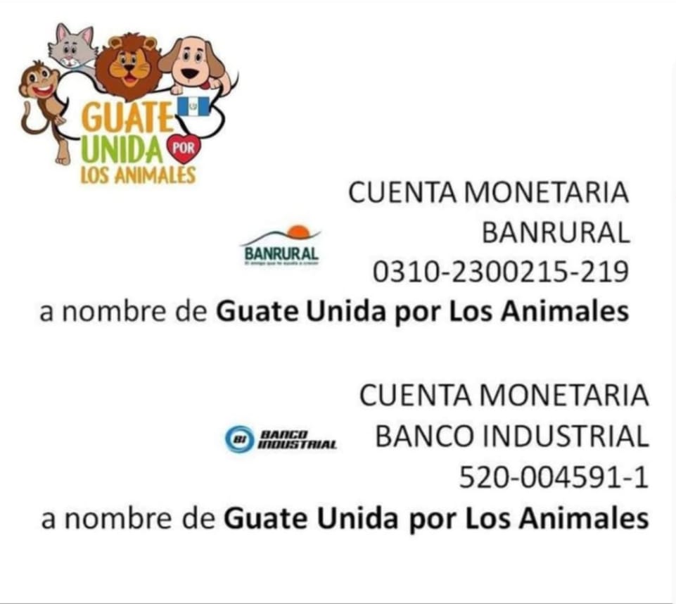 Hoy rescatamos estos dos bebés 
caso 23-2026 Eros dos meses negrito 
Caso 24-2026  París hembra la blanquita tienen aprox dos meses nos urge ayuda 🆘 con vitaminas de cachorro 🐕, simparica porque están llenos de pulgas, concentrado de cachorro y shampoo cloroxivet.
#apadrina