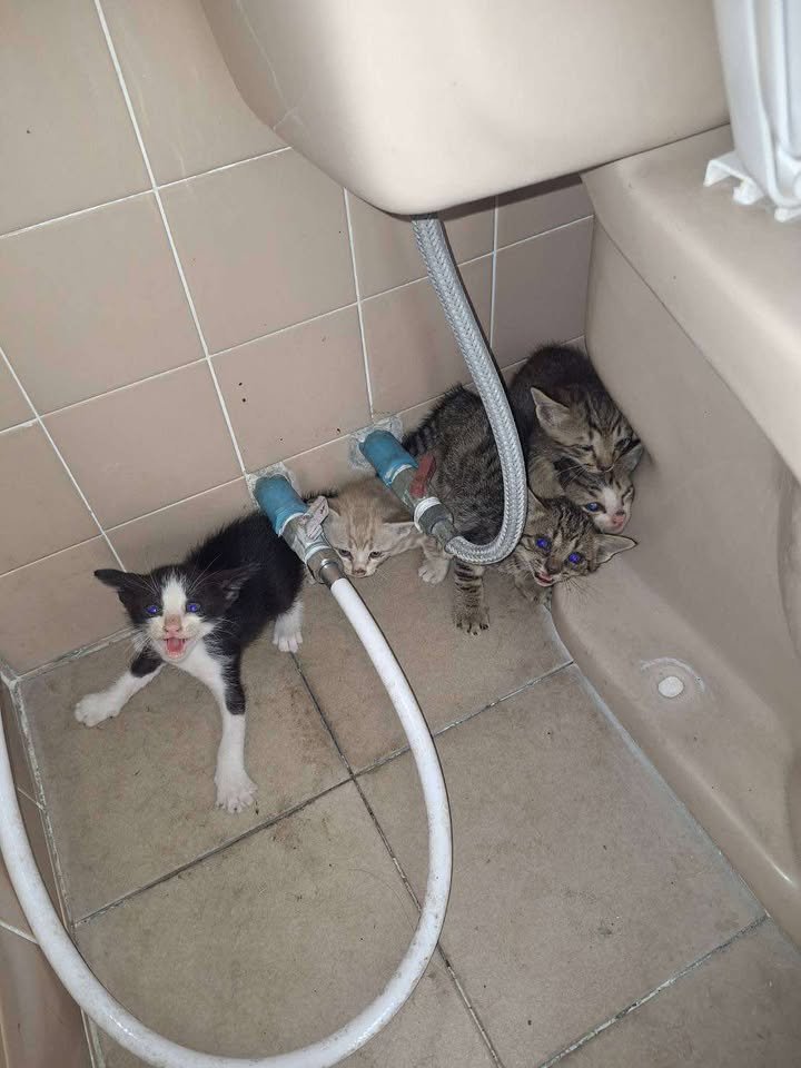 Catster & Co บ้านพักพิงแมวจร tweet media