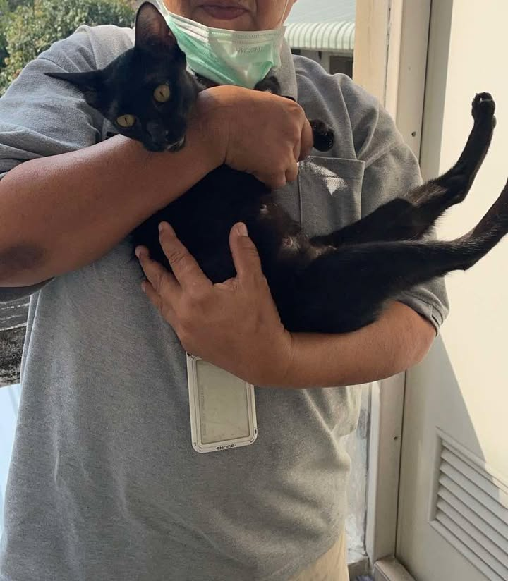 Catster & Co บ้านพักพิงแมวจร tweet media