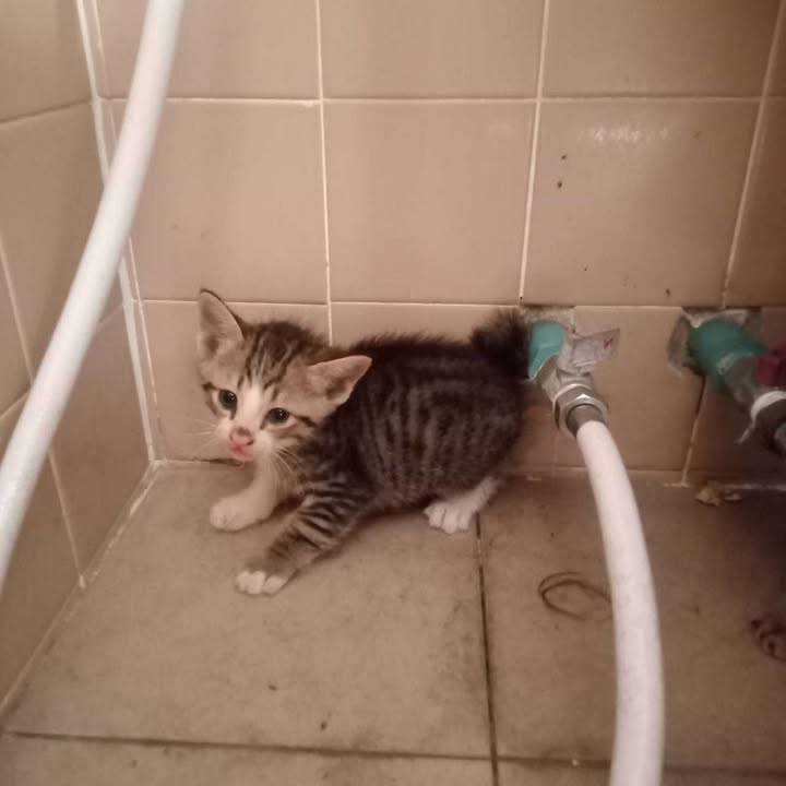 Catster & Co บ้านพักพิงแมวจร tweet media