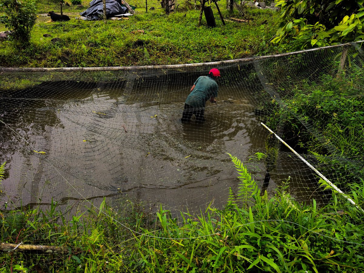 Conpazcol tweet media