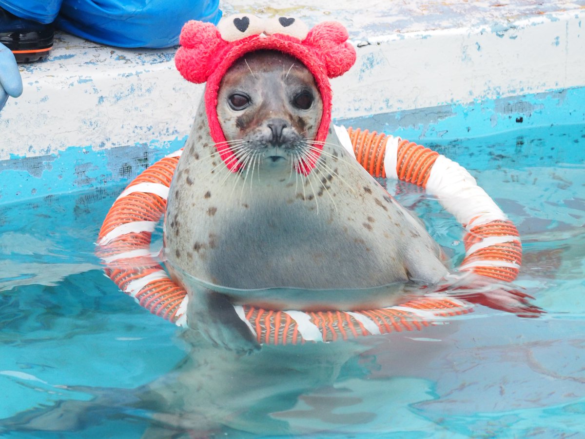 海獣先輩 tweet media