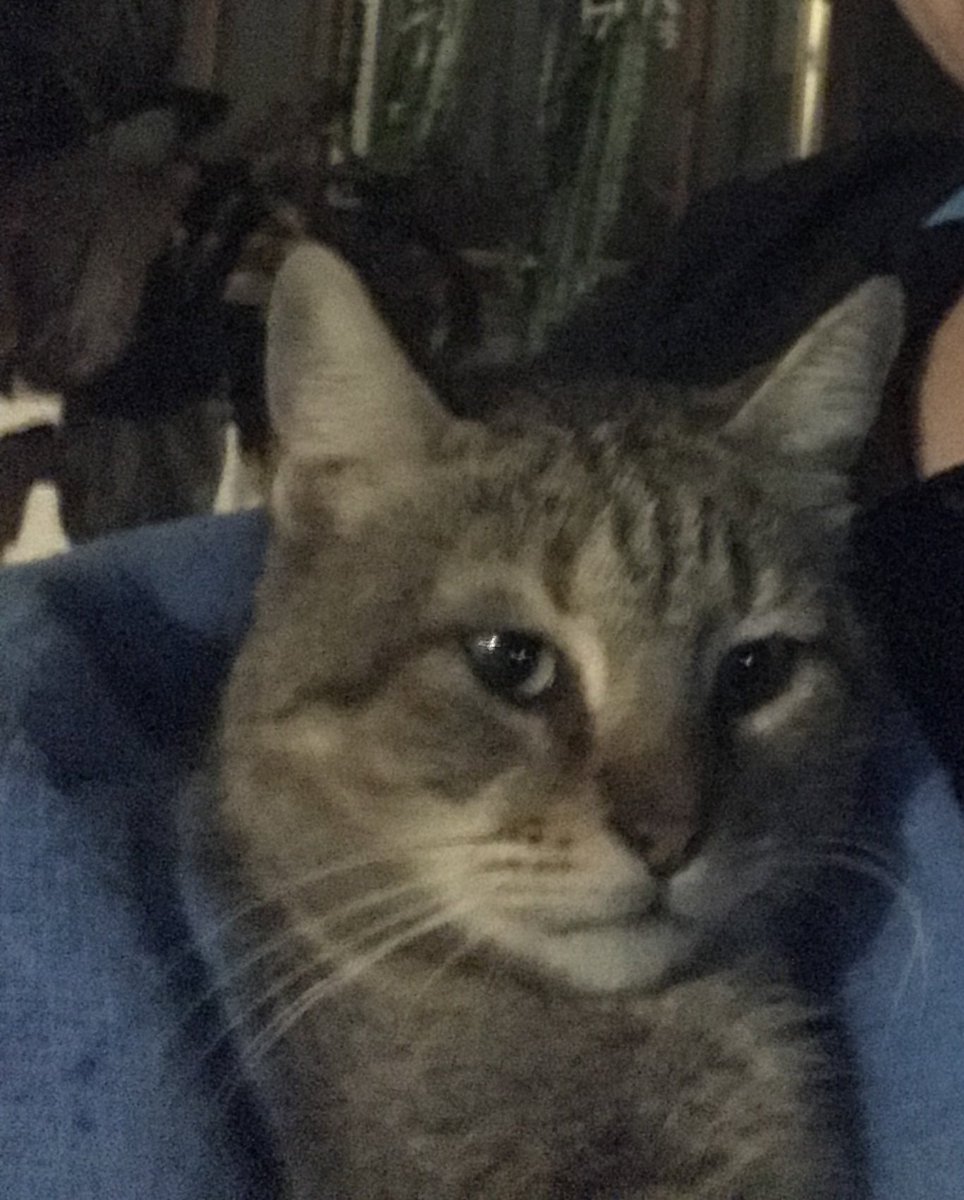 Con un gusto enorme por que mi dolor de cabeza más amado, regresó como si nada, a su porche, su jardín y su patio, casi 12 noches después… vergüenza y madre, son 2 cosas que no tiene 🤭 #Tai 🥰