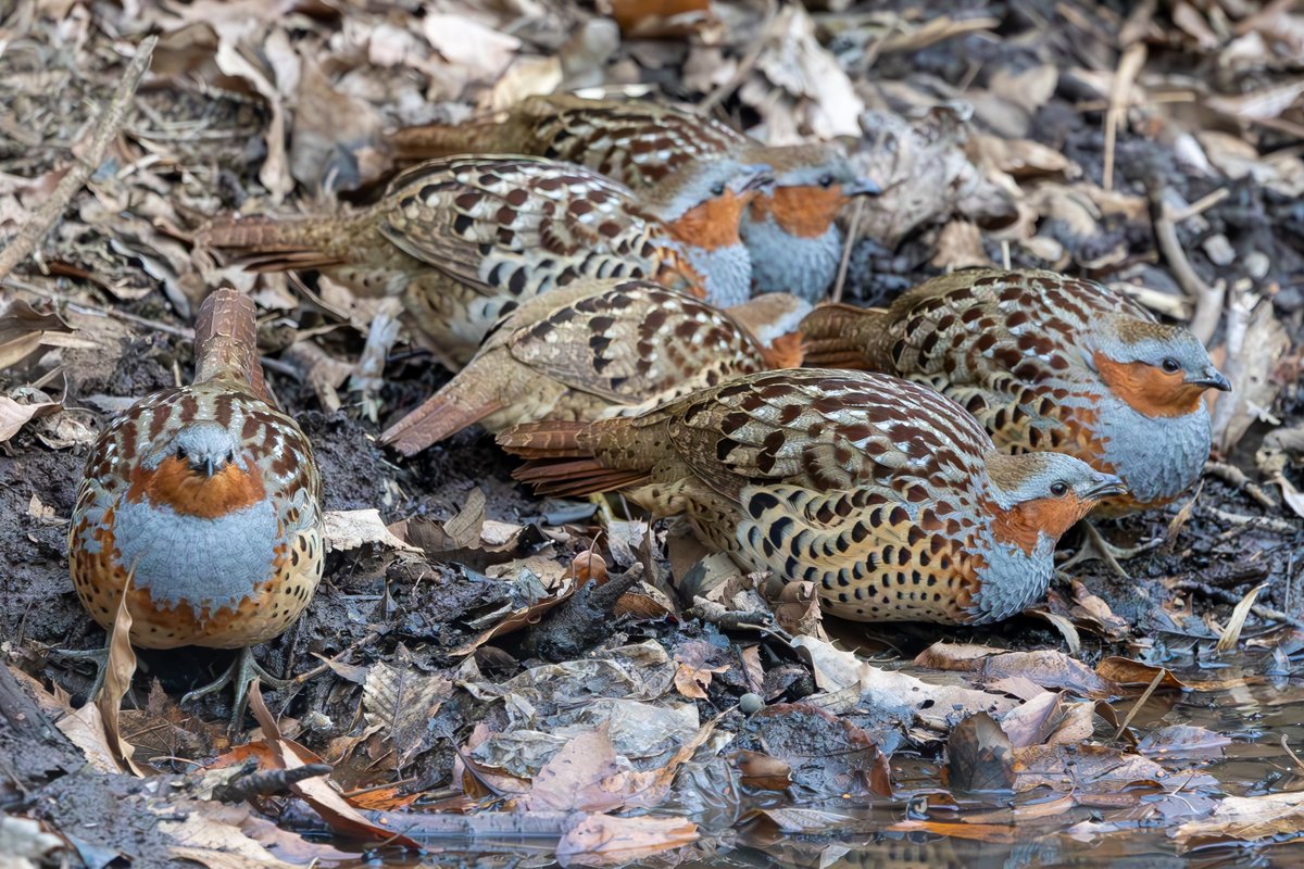 こちらもわちゃわちゃと現れるコジュケイさん達🐦
物音立ててしまうと即居なくなってしまいます…
#コジュケイ
#野鳥撮影