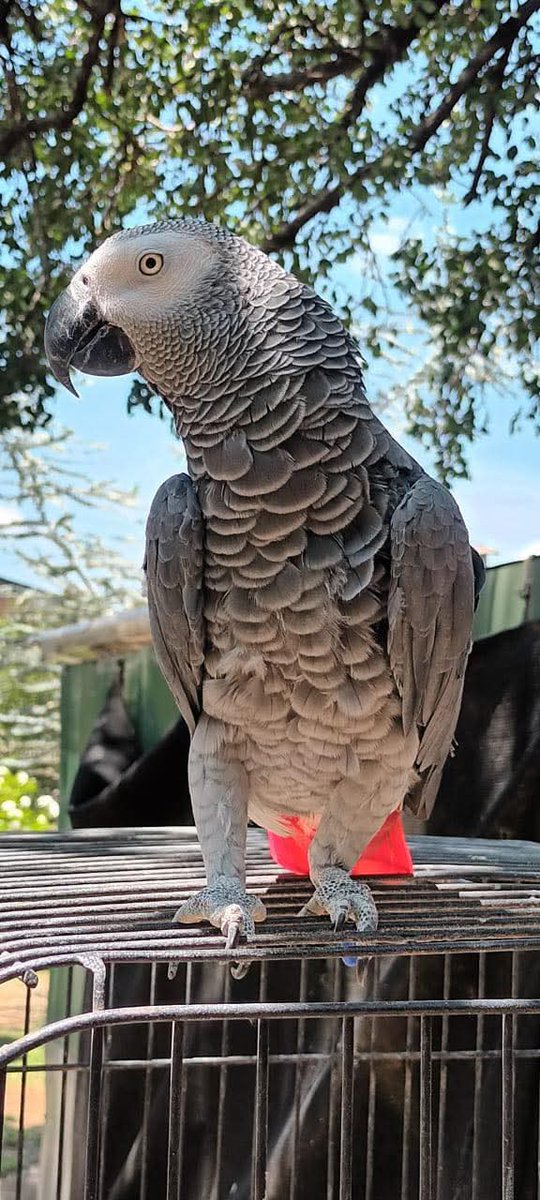 Brainy Birds SA tweet media