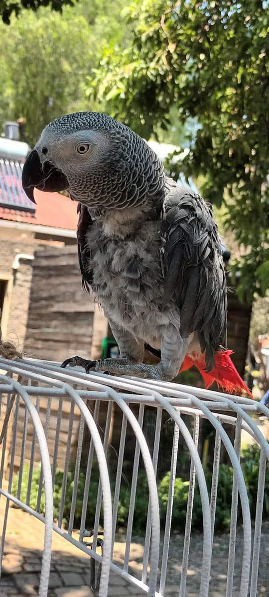 Brainy Birds SA tweet media