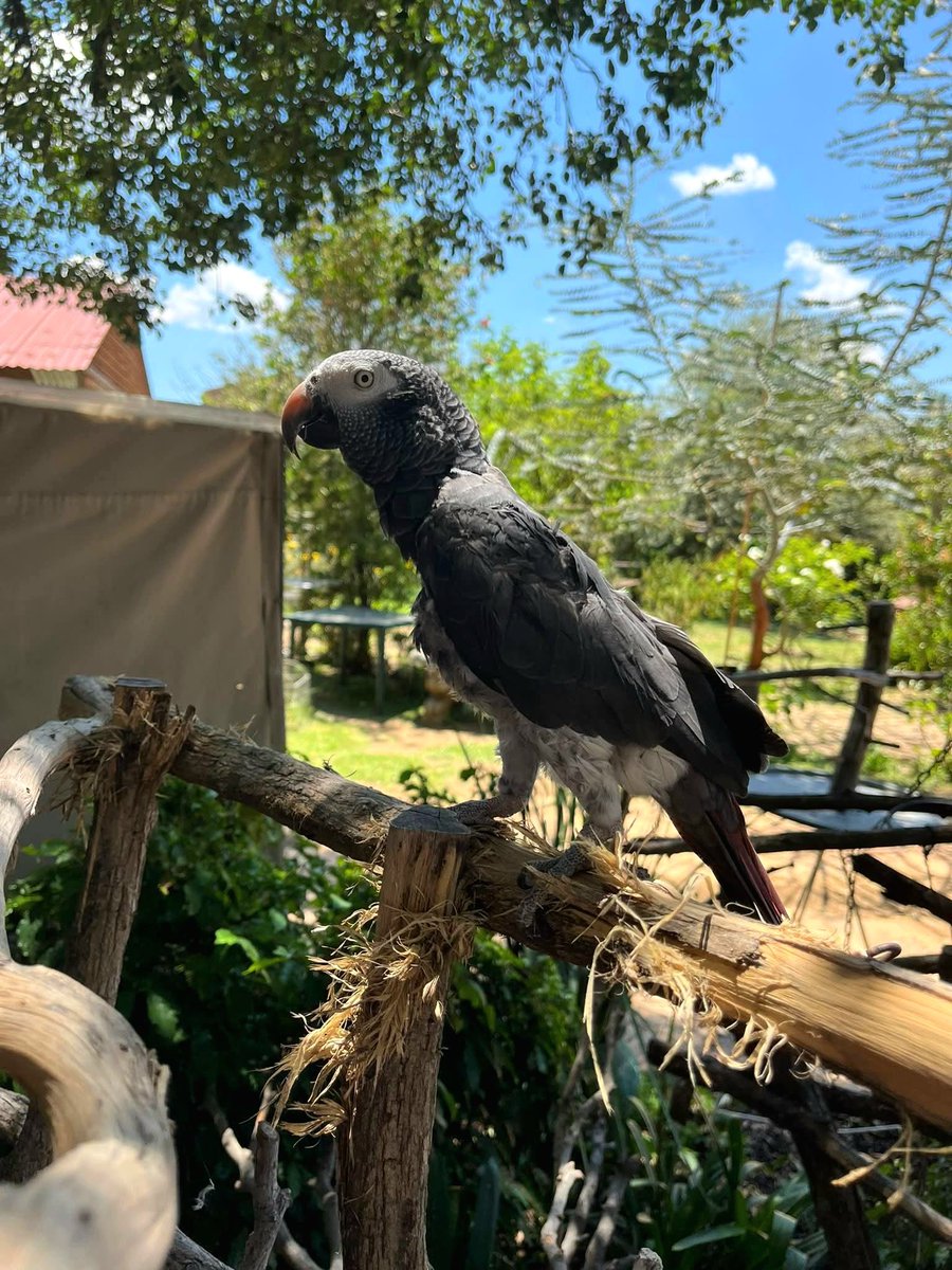 Brainy Birds SA tweet media