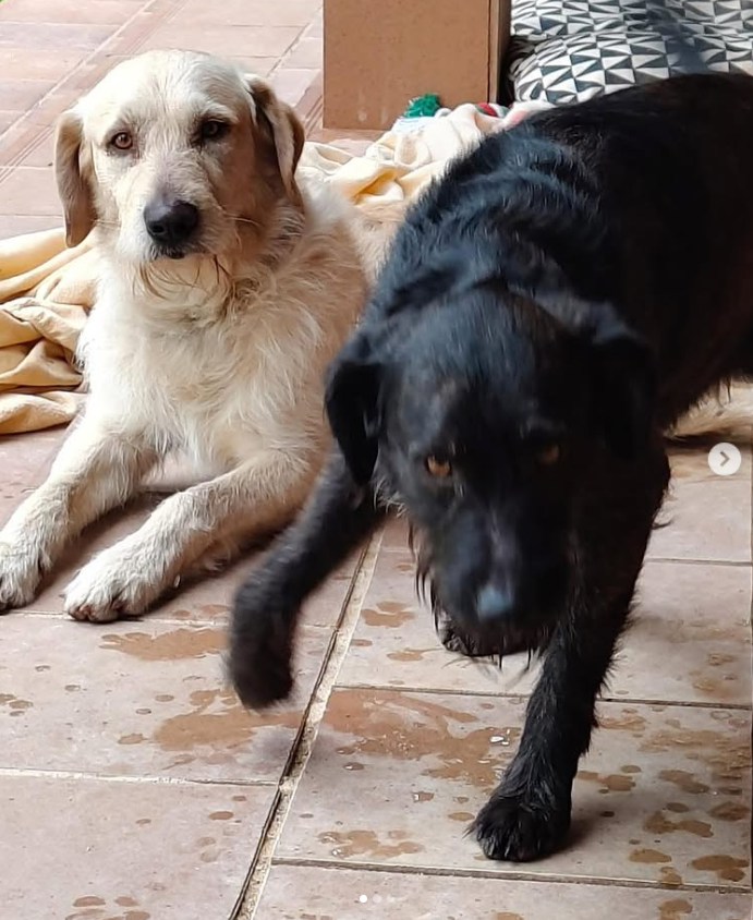 Nuriavg6's tweet photo. #PerrosEncontrados #SeBusca #Xátiva #Valencia #Perros #PerrosPerdidos
Por favor, difusión para estos dos perrillos que han aparecido en Xátiva, sin chip, se busca a su familia o alguien que los conozca, si alguien los reconoce por favor que llame a este teléfono 698987636 https://t.co/oMWerLGNhf