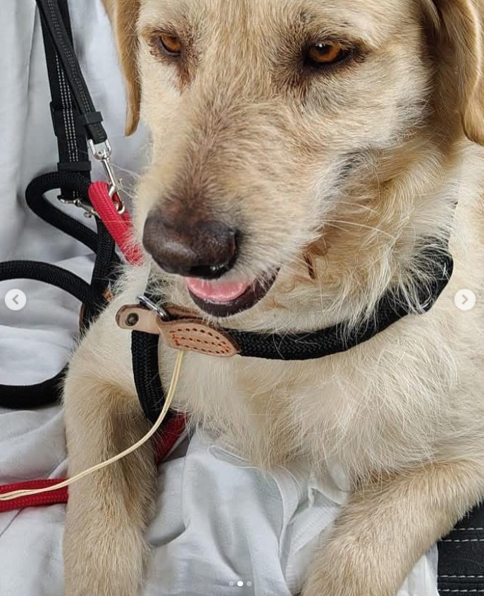 Nuriavg6's tweet photo. #PerrosEncontrados #SeBusca #Xátiva #Valencia #Perros #PerrosPerdidos
Por favor, difusión para estos dos perrillos que han aparecido en Xátiva, sin chip, se busca a su familia o alguien que los conozca, si alguien los reconoce por favor que llame a este teléfono 698987636 https://t.co/oMWerLGNhf