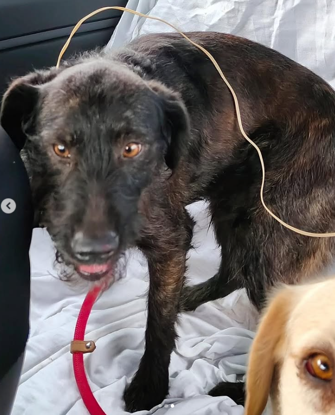 Nuriavg6's tweet photo. #PerrosEncontrados #SeBusca #Xátiva #Valencia #Perros #PerrosPerdidos
Por favor, difusión para estos dos perrillos que han aparecido en Xátiva, sin chip, se busca a su familia o alguien que los conozca, si alguien los reconoce por favor que llame a este teléfono 698987636 https://t.co/oMWerLGNhf