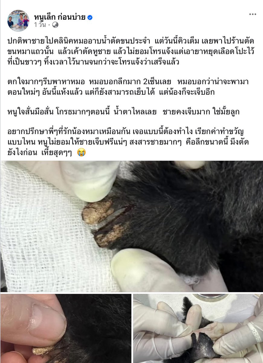 Kawaaii13's tweet photo. เห็นรูปแผลที่หูน้อง🥹🥹 แล้วสงสารเลย  น้องคงเจ็บน่าดู เห็นแล้วก็โมโหแทน  เข้าใจฟิลที่คุณหนูเล็กโกรธมากขนาดนั้น แผลลึก 2 ซม. https://t.co/FjatA94hpR