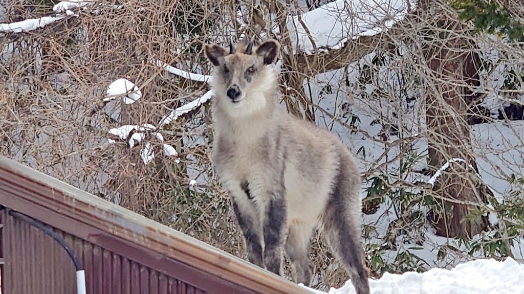 かねごん@祐徳稲荷は2月のどこか！ (@kanegon1019) / Posts / X