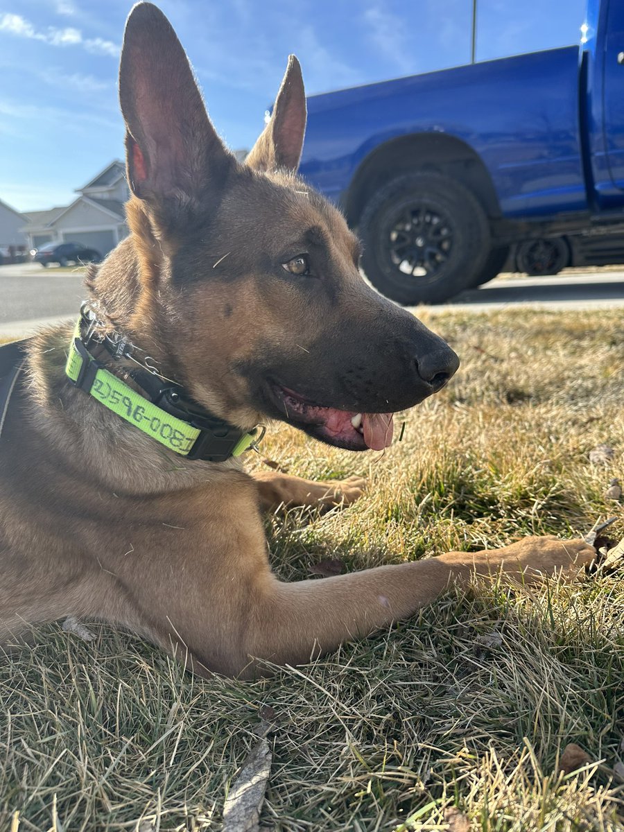 Elizaann79's tweet photo. Hi I'm Elvis!! Even though I've been through a lot in my short life today I'm thriving.Could you be my forever home, a committed, loving family who will never give up on me. #malinois #adoptme #AdoptDontShop #goodboy https://t.co/g36vnbD8ZN
