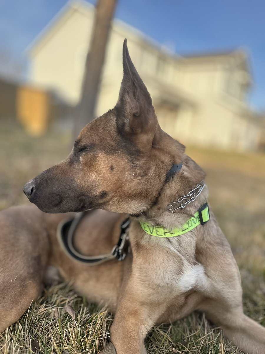 Elizaann79's tweet photo. Hi I'm Elvis!! Even though I've been through a lot in my short life today I'm thriving.Could you be my forever home, a committed, loving family who will never give up on me. #malinois #adoptme #AdoptDontShop #goodboy https://t.co/g36vnbD8ZN