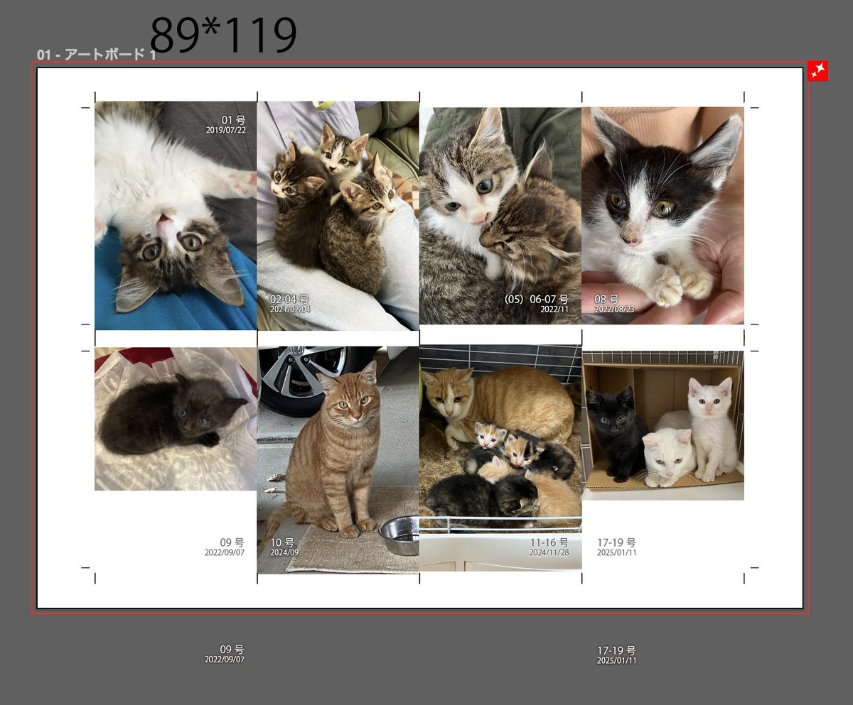 2019年7月以降に捕まえた猫をナンバリングしているんだけど数が多く