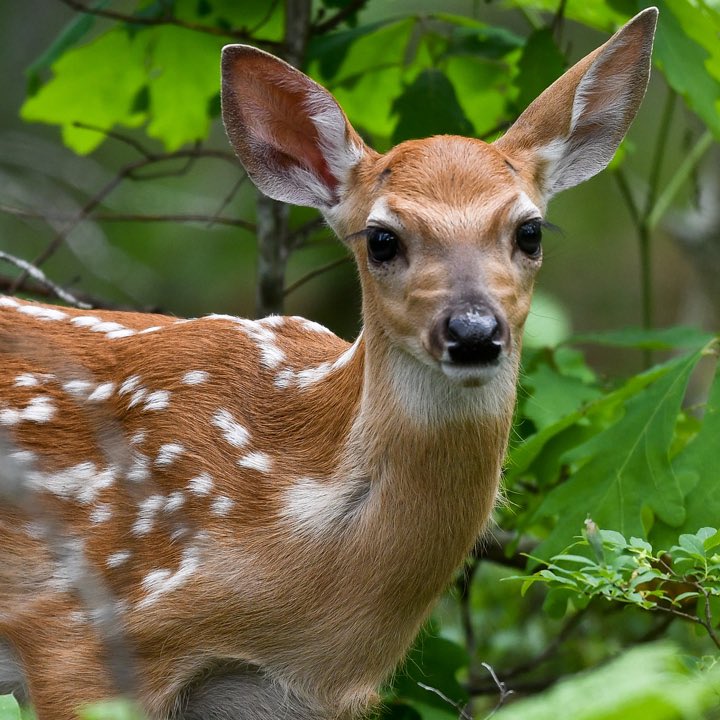 moll_aj's tweet photo. Crowd sourcing: what’s the most effective way to manage deer in a suburban environment with homes close to each other? 
#Chesterfield #STLcounty https://t.co/caR7YRm9Yg