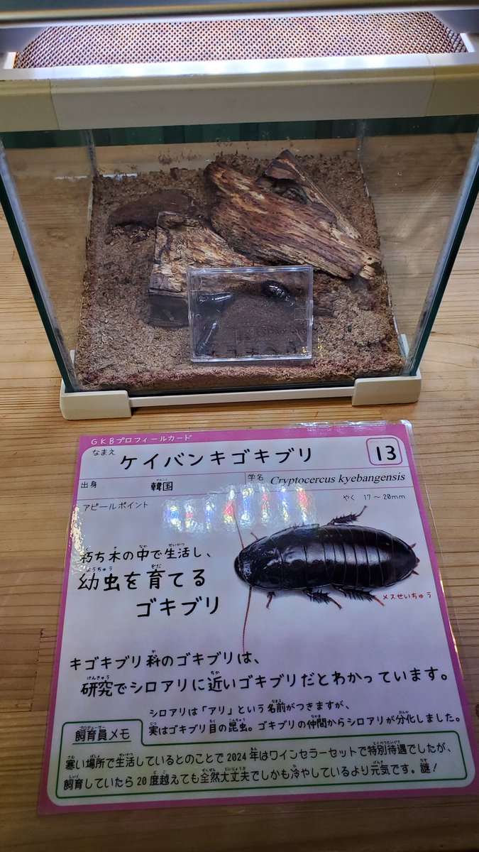 ケイバンキゴキブリ、シロアリにもっとも近いゴキブリの一つとのこと