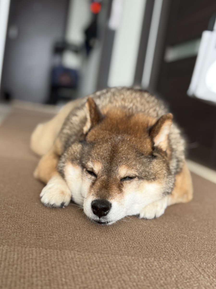 多分 明日も柴犬🐾