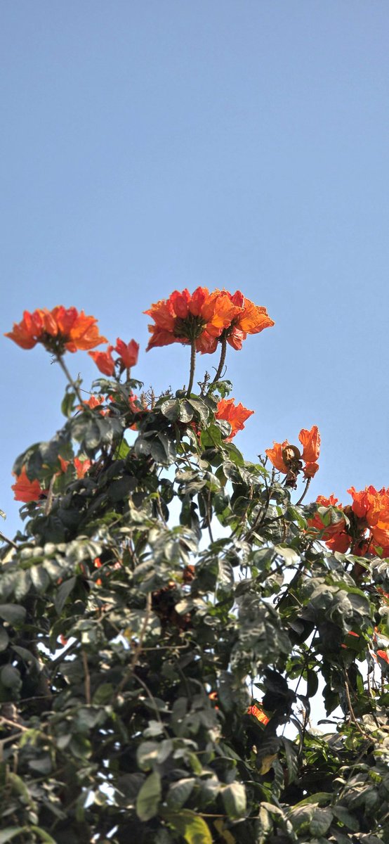 shekhsultan2013's tweet photo. प्रकृति का जादू 
आसमान का नीला रंग, 
जिस पर नारंगी फूल खिले हैं। 
हरे पत्तों के बीच से झांकते फूल,
मानो प्रकृति की ही कोई सुंदर कलाकृति हों।
#theme_pic_India_flower 
#flower_photography 
#My_click https://t.co/b3Y7HAeQcU