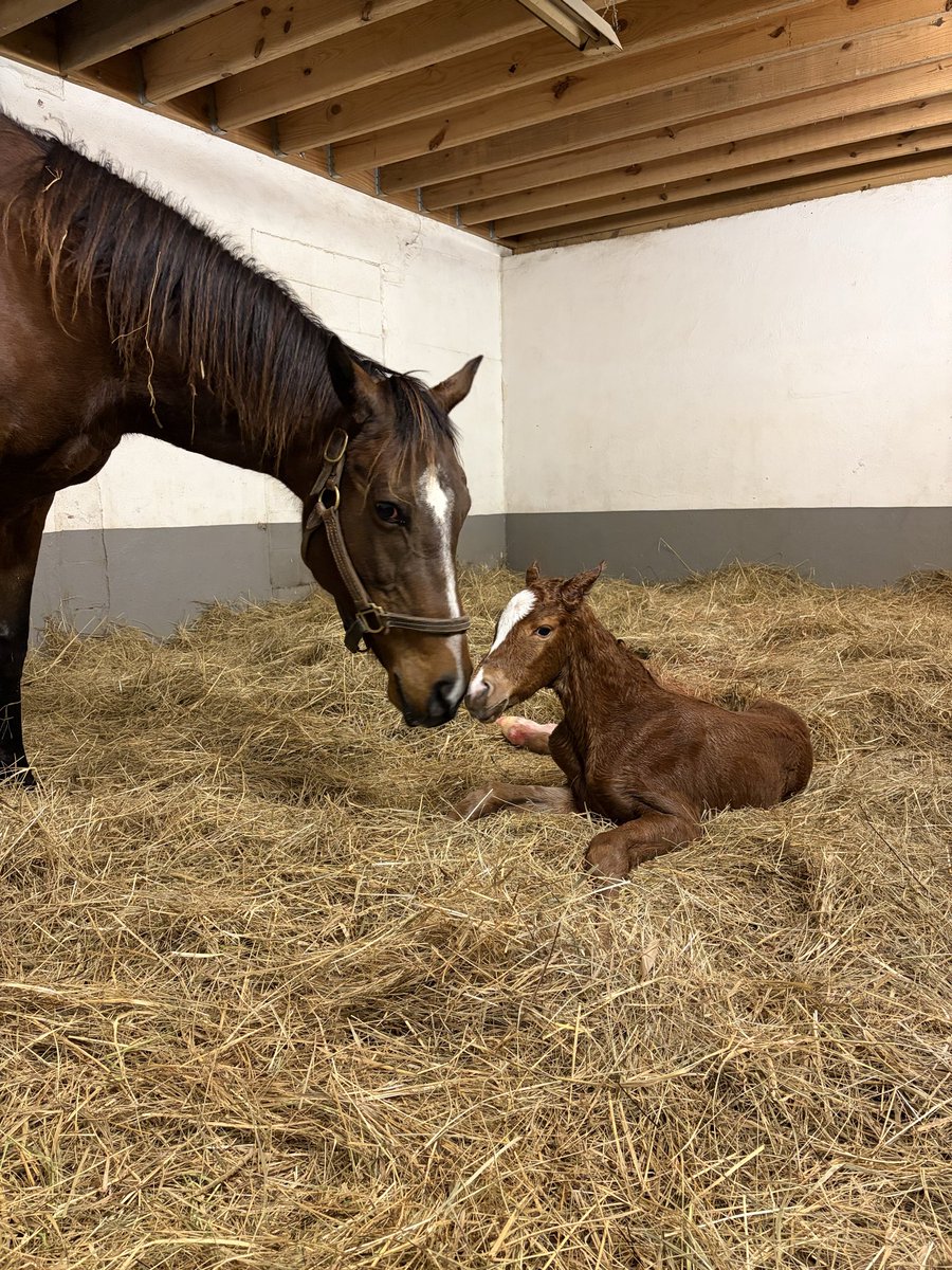 Foaling season has officially started