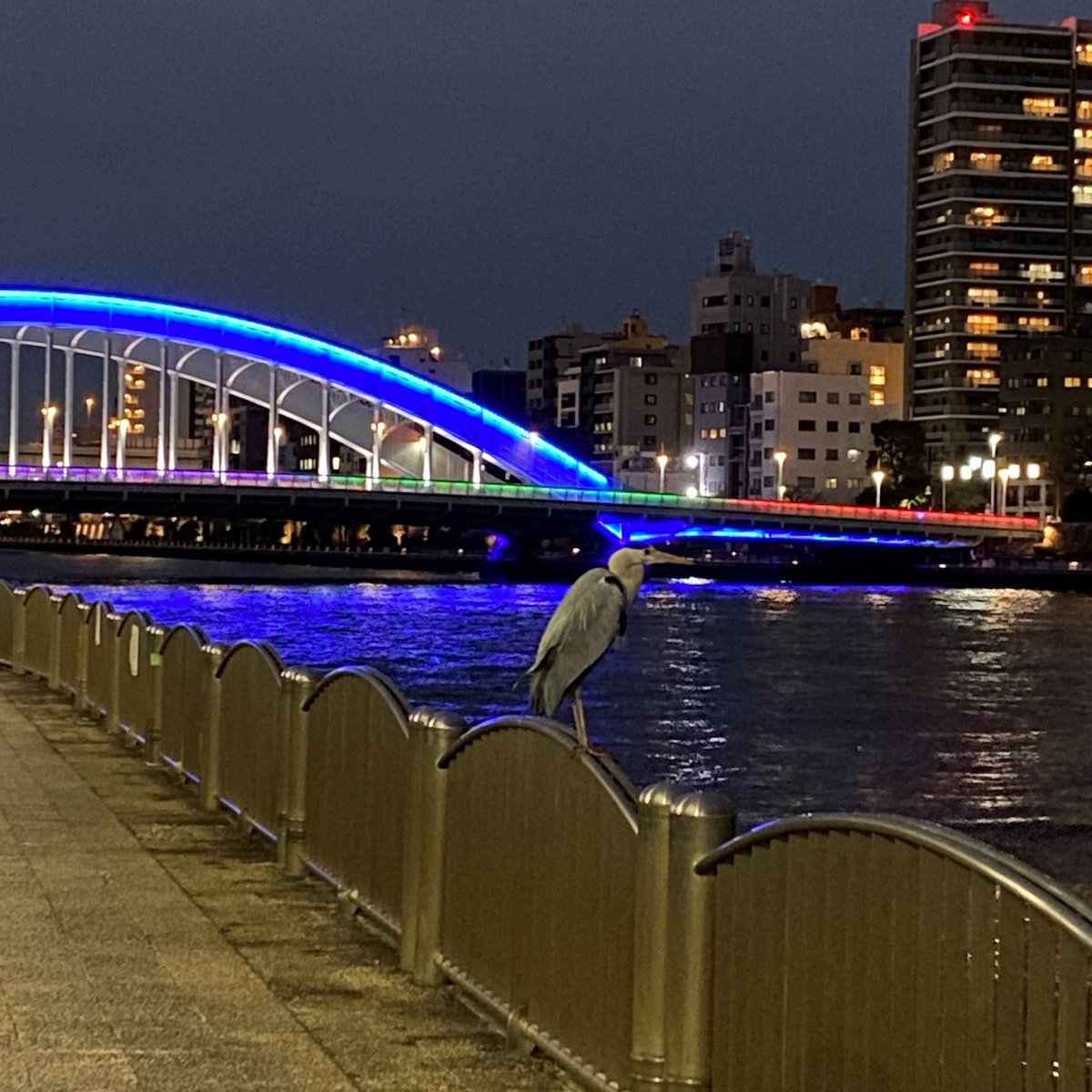 集まれ！隅田川 tweet media